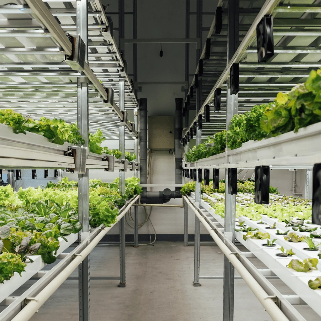 An indoor farm aisle with racks of leafy greens