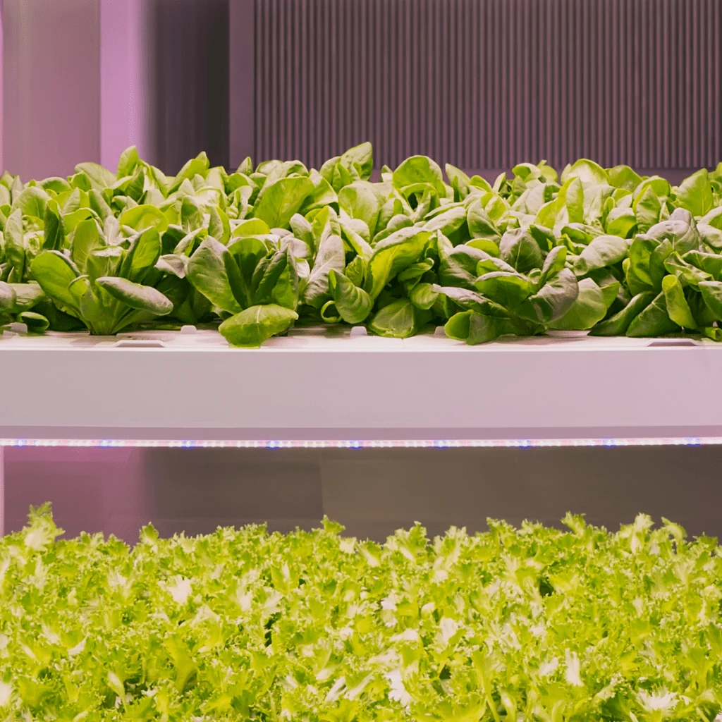 Rows of lettuce growing indoors under lights