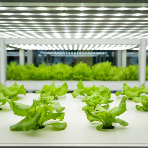vegetable farm